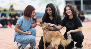 “Sahipsiz hayvanlara kötü muamele son bulsun”