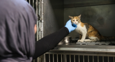 Buca’da 3 bin 54 sokak kedisi kısırlaştırıldı