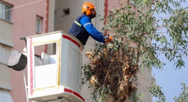 Buca’da budama seferberliği