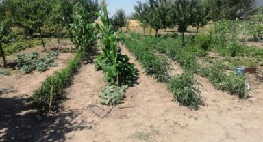 EFES TARLASI YAŞAM KÖYÜ’NDE ELDE EDİLEN YEREL TOHUMLAR ANADOLU’NUN DÖRT BİR YANINDA FİLİZLENİYOR