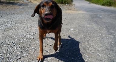 İstanbul Valiliği duyurdu: Sokak köpeklerini kontrolsüz beslemek yasaklandı