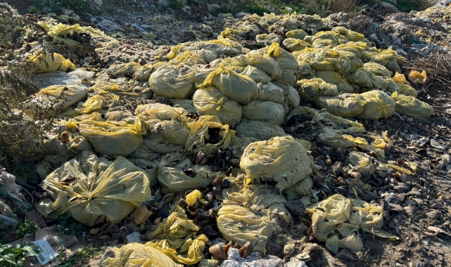 Kemalpaşa’da şok eden görüntüler… Poşet poşet hayvan boynuzu ve ayağı!