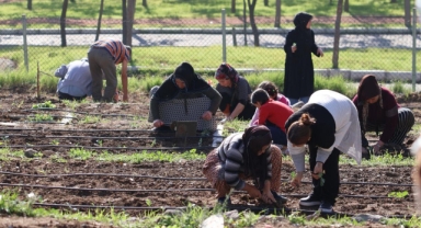 Mahalle bostanlarında kış dikimleri başladı