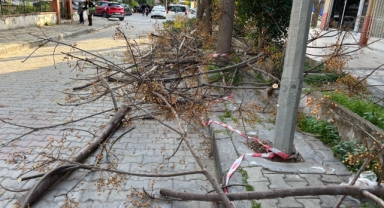 Bayraklı Belediyesi’nden dünyada örneği olmayan bir budama!