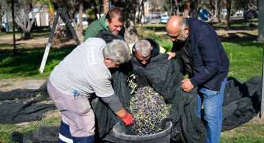Bornova’da 1500 zeytin ağacında hasada başlandı