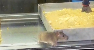 İzmir'den mide bulandıran görüntü: Börek tezgahlarında fare cirit attı