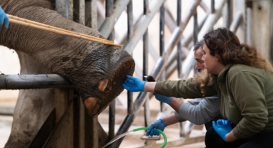 İzmir Doğal Yaşam Parkı’nın fillerine hayat kurtaran ayak bakımı