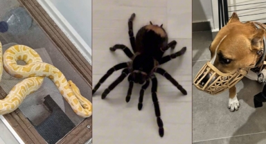 Operasyon yapılan ev hayvanat bahçesi gibi çıktı!