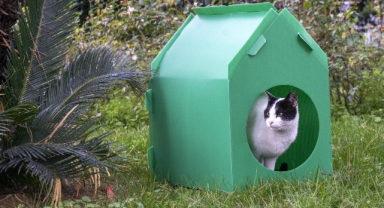 Başkan Tugay söz verdi, kediler sıcak yuvalarına kavuştu