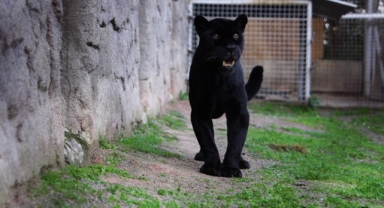 Doğal Yaşam Parkı’nın jaguarı Juliet yaşama veda etti