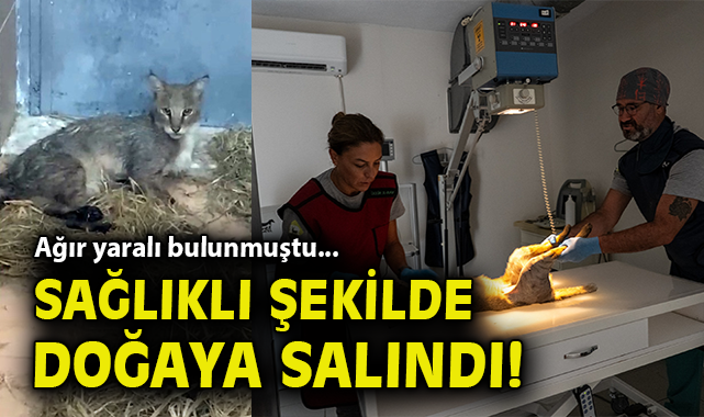 Ağır yaralı bulunmuştu... Sağlıklı şekilde doğaya salındı!