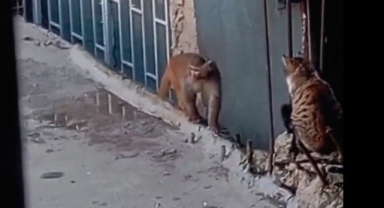 Fikirtepe’de bulundurulması yasaklı maymun türü yakalandı