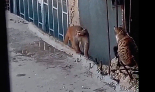 Fikirtepe’de bulundurulması yasaklı maymun türü yakalandı