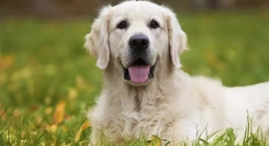 Bilinçaltının Sadakat Çağrısı: Rüyada Köpek Görmek Bize Gerçekte Ne Anlatıyor?