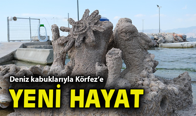 Deniz kabuklarıyla Körfez’e yeni hayat