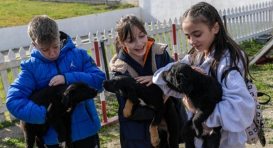 İzmir’de 2 bin 300 patili yuva bekliyor!