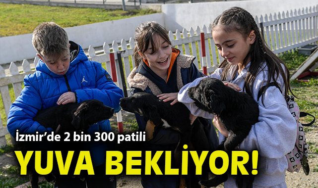 İzmir’de 2 bin 300 patili yuva bekliyor!