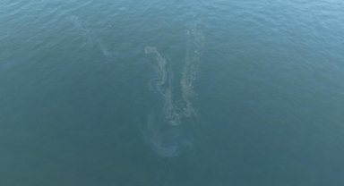 İzmir Körfezi'nde kasımdan bu yana 7. kez aynı senaryo!