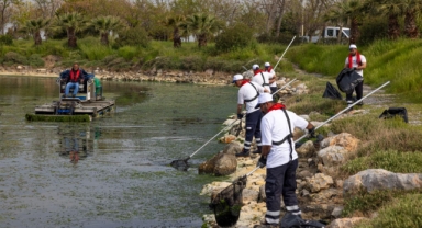 Çakalburnu Lagünü’nden Körfez’e yayılan yosunlara yoğun müdahale