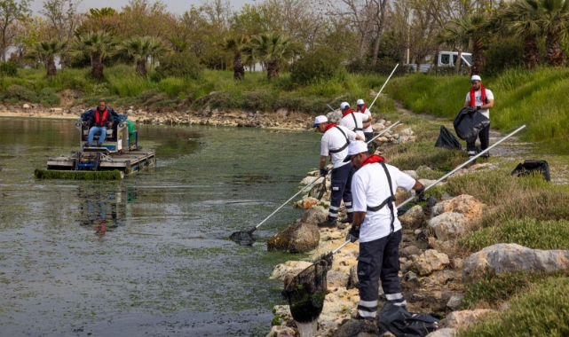Çakalburnu Lagünü’nden Körfez’e yayılan yosunlara yoğun müdahale