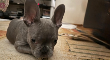 İzmir’de veteriner kliniği iddiası: Ameliyat edilen yavru köpek için 'ihmal' tepkisi