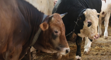 Kurbanlık alacaklara 'yaş' uyarısı