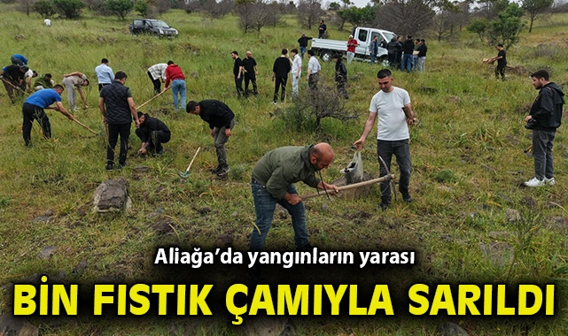 Aliağa’da yangınların yarası bin fıstık çamıyla sarıldı