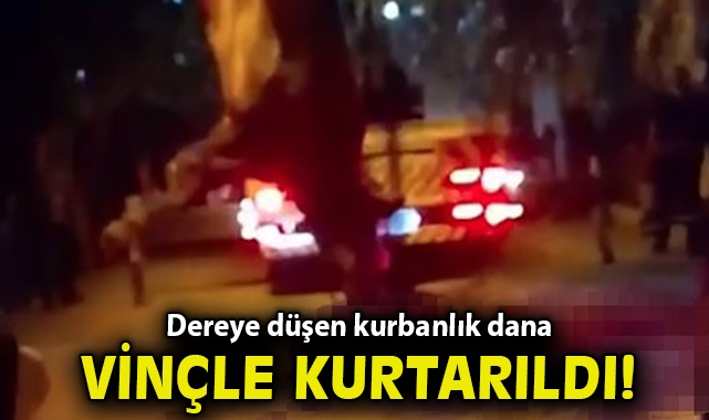 Dereye düşen kurbanlık dana vinçle kurtarıldı