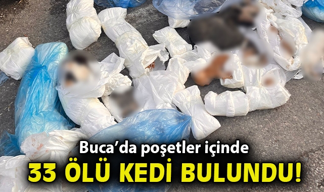 İzmir'de poşetler içinde 33 ölü kedi bulundu