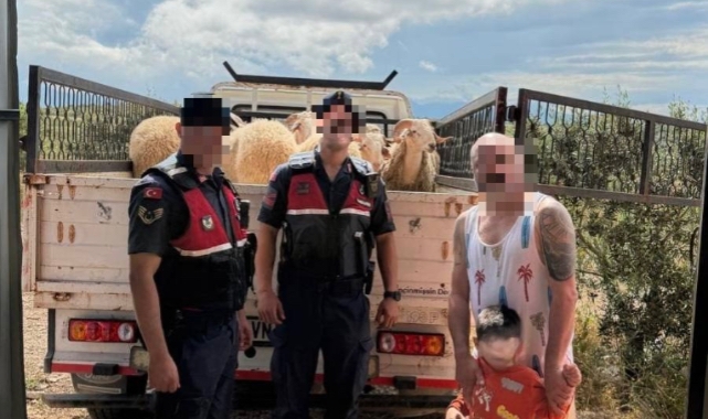 Kurban Bayramı öncesi çalınan koyunları jandarma buldu