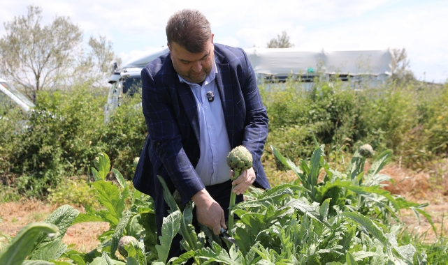 Seferihisar’ın bereketli topraklarında yetişen enginar için hasat sezonu başladı