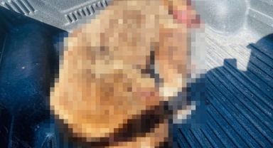 Seferihisar'a kabusu yaşatan ayı vurularak öldürüldü