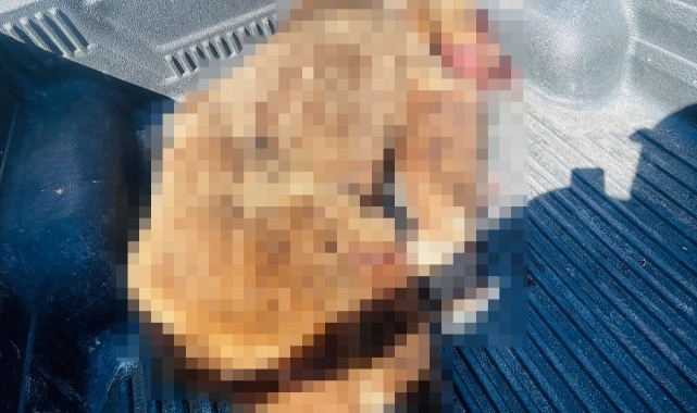 Seferihisar'a kabusu yaşatan ayı vurularak öldürüldü