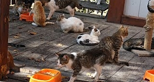 'Kedi Kasabası'ndaki kediler Mozart'ın 'Türk Marşı' ile yemek yiyor